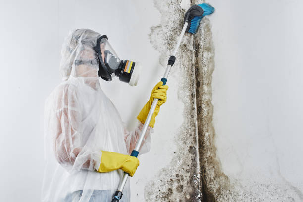 Trusted Clintonville, WI Mold Removal Experts