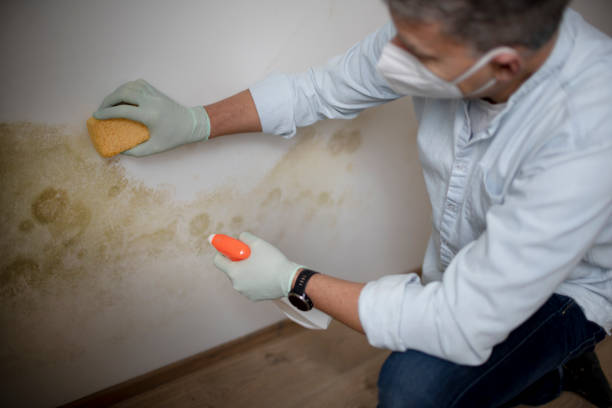 Certified Mold Removal in Clintonville, WI