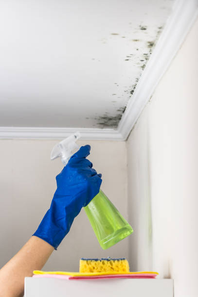 Mold Testing and Removal in Clintonville, WI